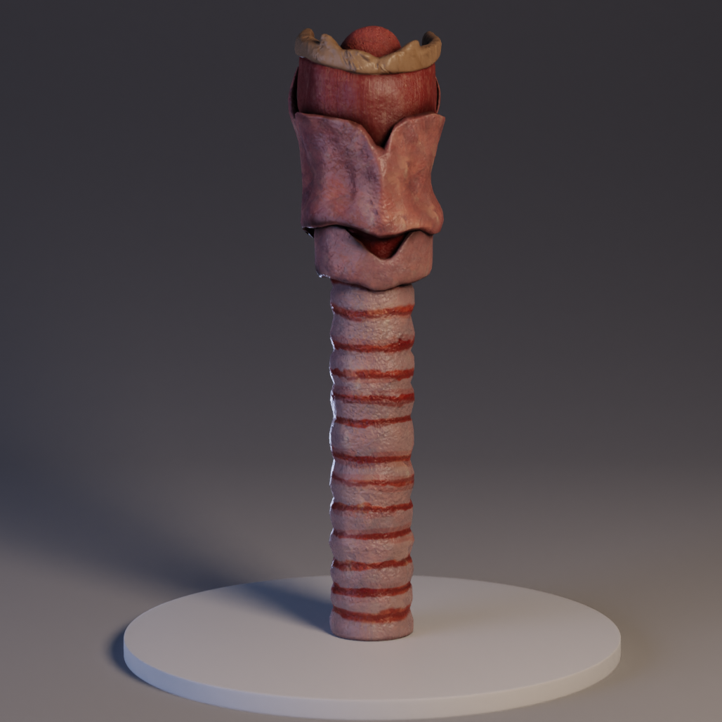 Trachea